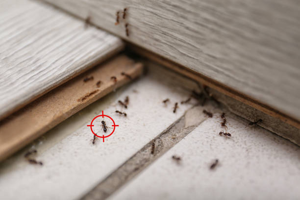 Best Emergency Pest Control  in Ann Arbor, MI