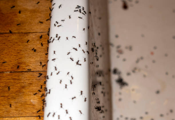 Best Mosquito Control Services  in Ann Arbor, MI